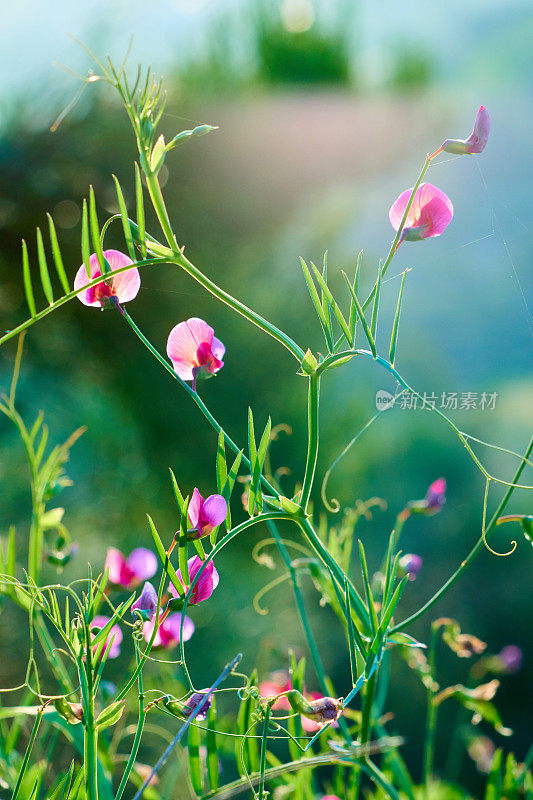 西班牙紫菜- Lathyrus clymenum